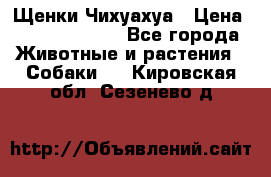 Щенки Чихуахуа › Цена ­ 12000-15000 - Все города Животные и растения » Собаки   . Кировская обл.,Сезенево д.